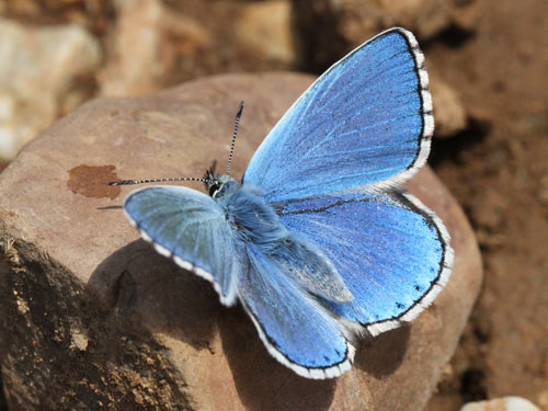 Photo: bellargus