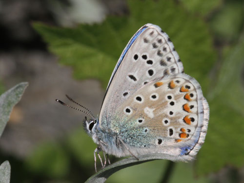 Photo: bellargus