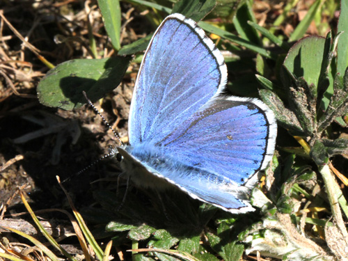 Photo: bellargus