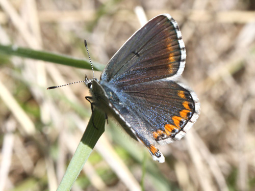 Photo: bellargus