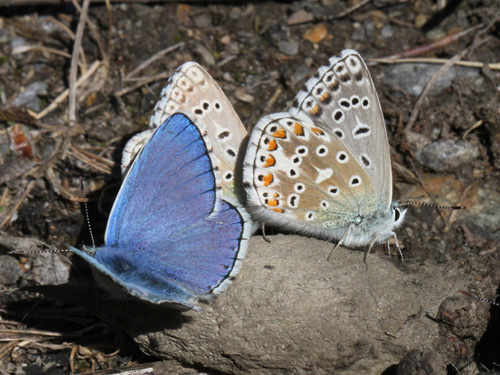 Photo: bellargus