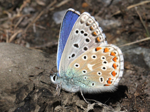 Photo: bellargus