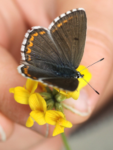 Photo: bellargus