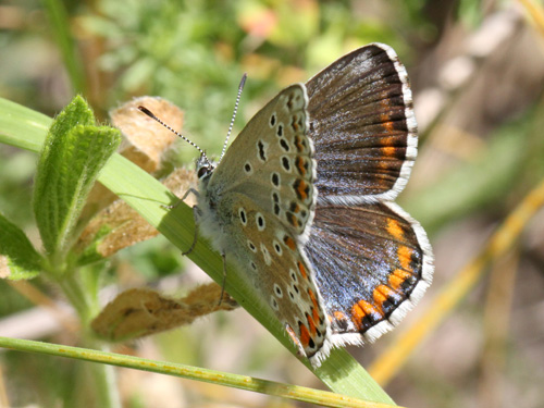 Photo: bellargus