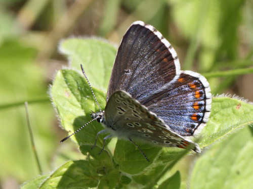 Photo: bellargus