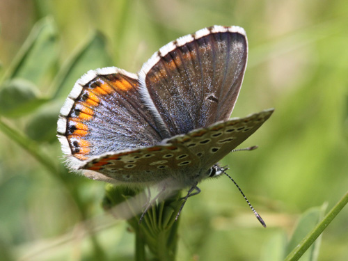 Photo: bellargus