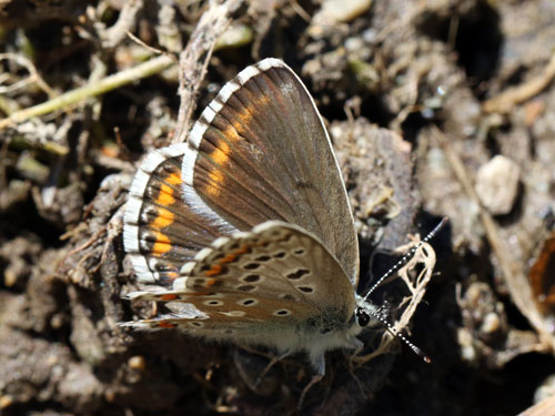 Photo: bellargus