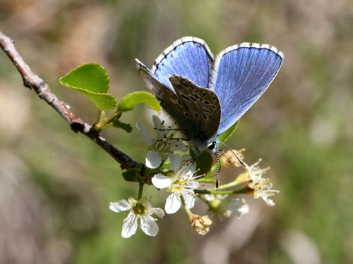 Photo: bellargus