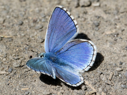 Photo: bellargus