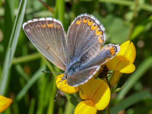 Photo: bellargus