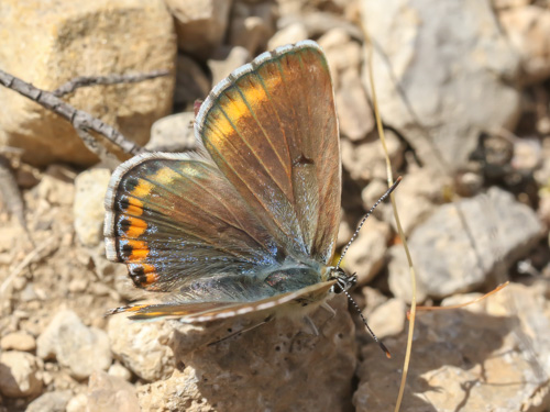 Photo: bellargus