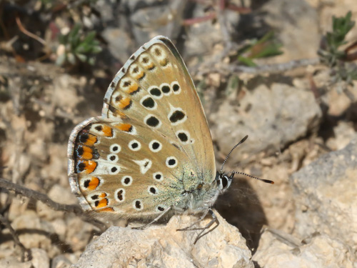 Photo: bellargus