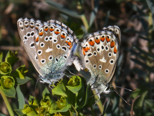 Photo: bellargus