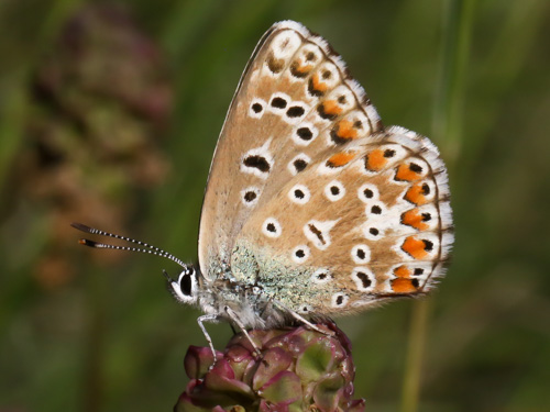 Photo: bellargus