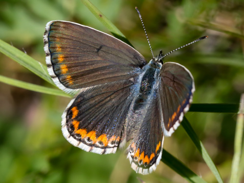 Photo: bellargus