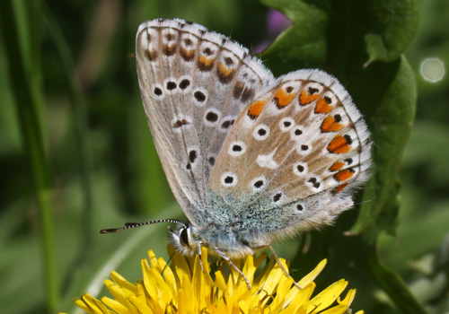 Photo: bellargus