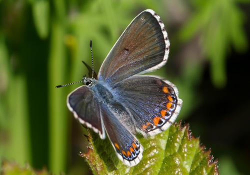 Photo: bellargus