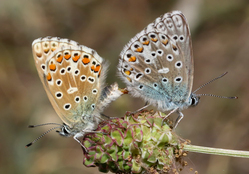 Photo: bellargus