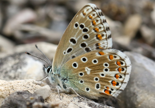 Photo: bellargus