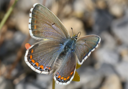 Photo: bellargus