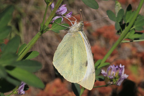 Photo: brassicae