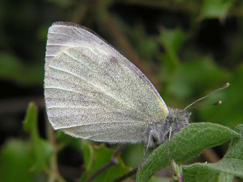 Photo: brassicae3.jpg