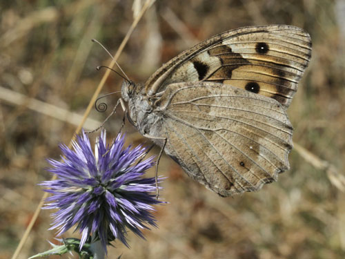 Photo: briseis11.jpg