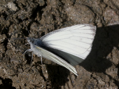 Photo: bryoniae