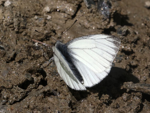 Photo: bryoniae