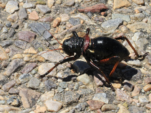 Photo: bug