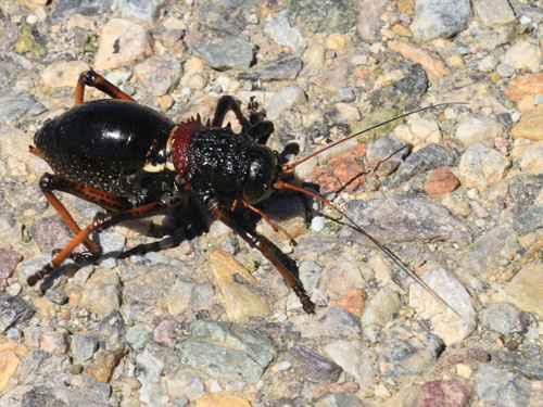 Photo: bug