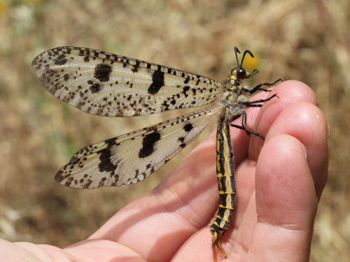 Photo: bug