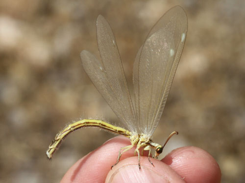 Photo: bug