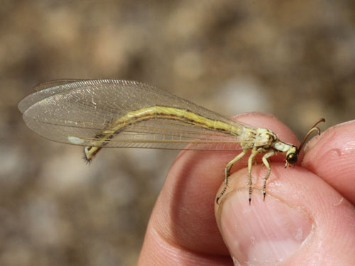 Photo: bug