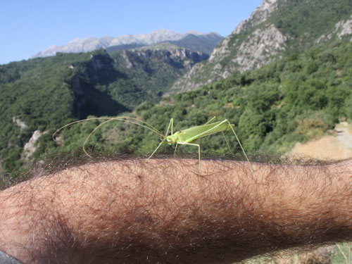Photo: bug