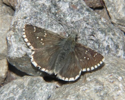 Photo: cacaliae