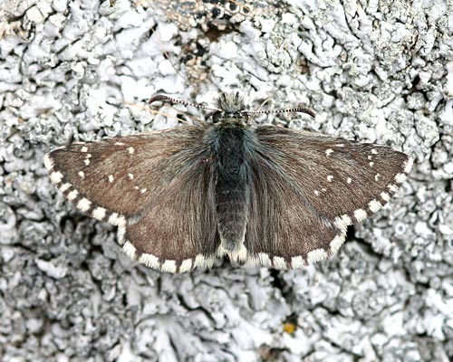 Photo: cacaliae
