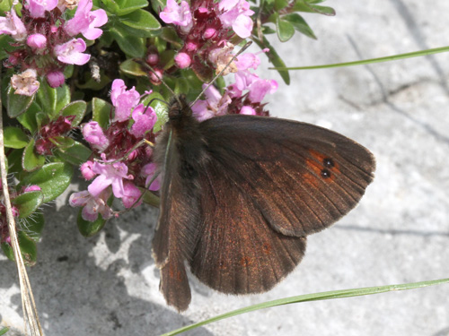 Photo: calcaria20.jpg
