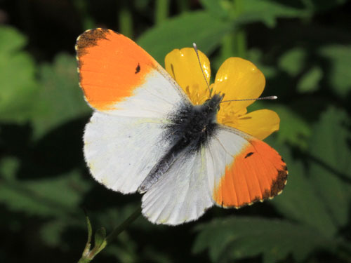 Photo: cardamines