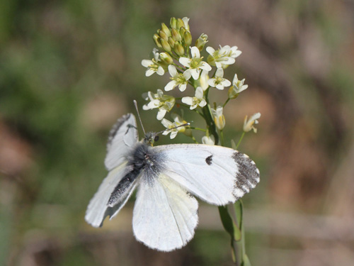 Photo: cardamines