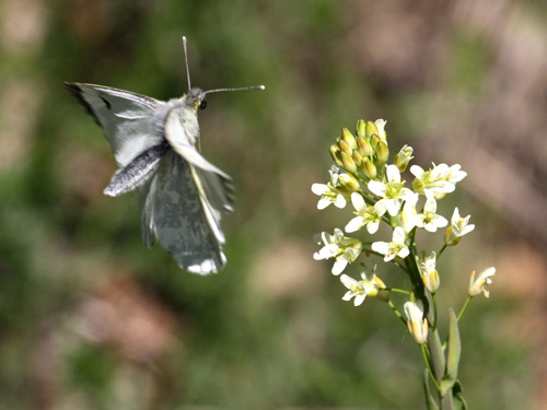 Photo: cardamines