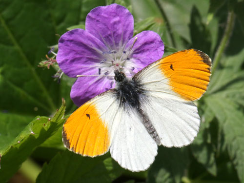 Photo: cardamines