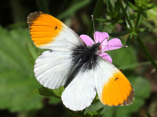 Photo: cardamines