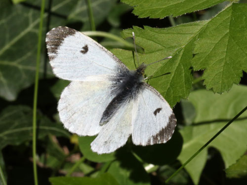 Photo: cardamines