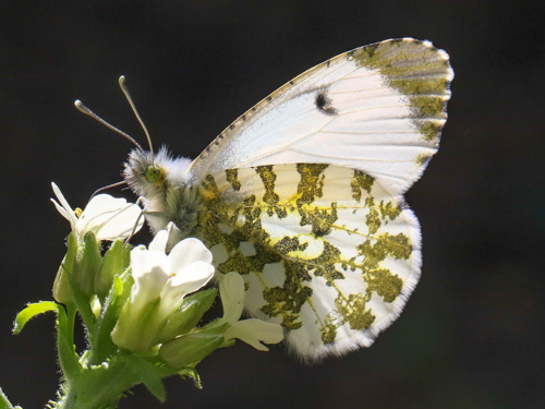 Photo: cardamines