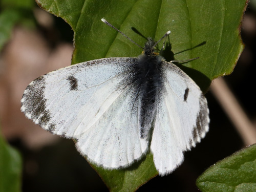 Photo: cardamines