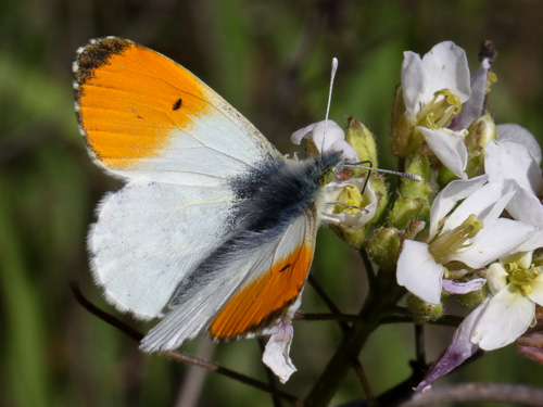 Photo: cardamines