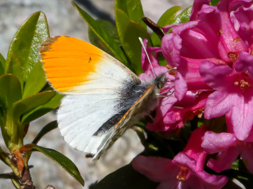 Photo: cardamines