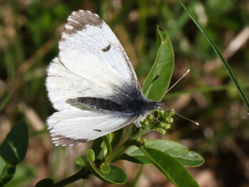 Photo: cardamines