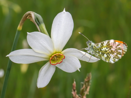 Photo: cardamines